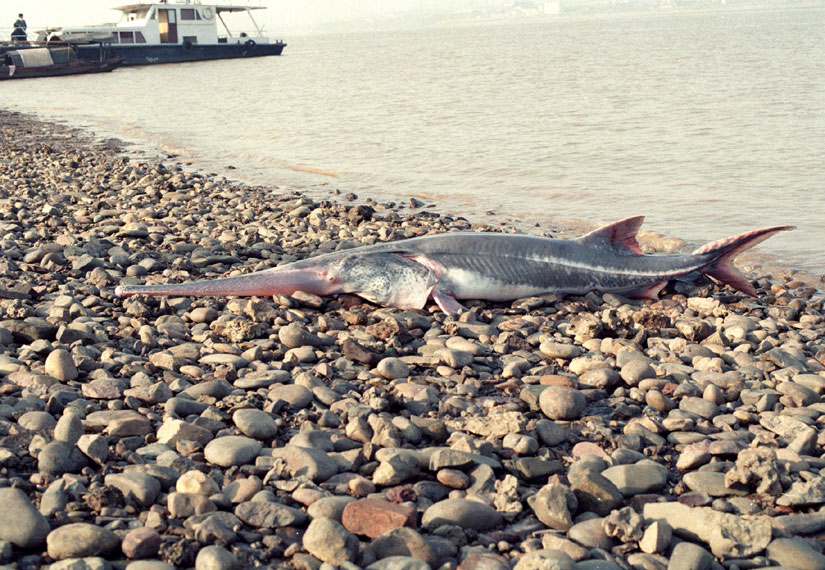 в Китае вымерла рыба веслонос