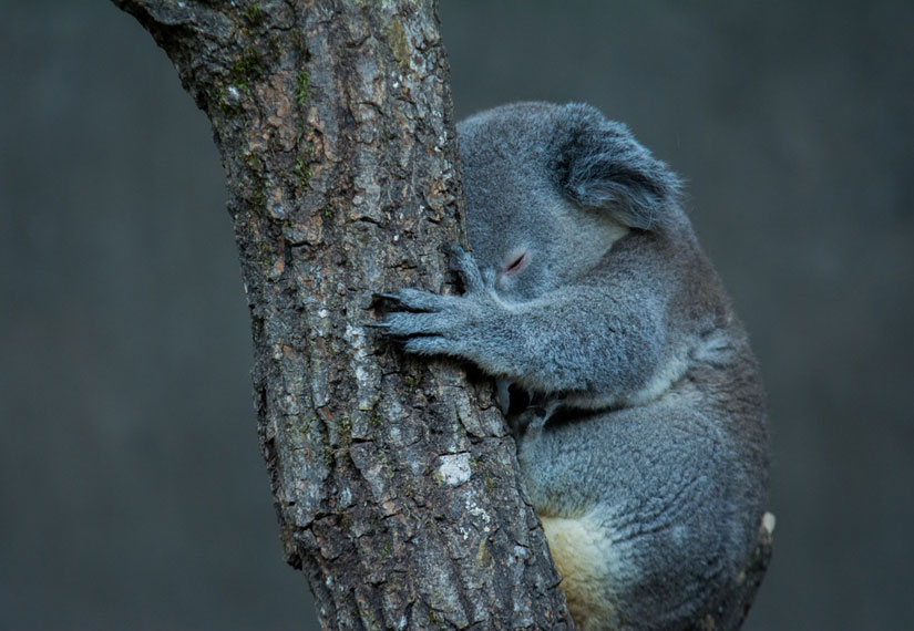 коалы Австралии могут исчезнуть
