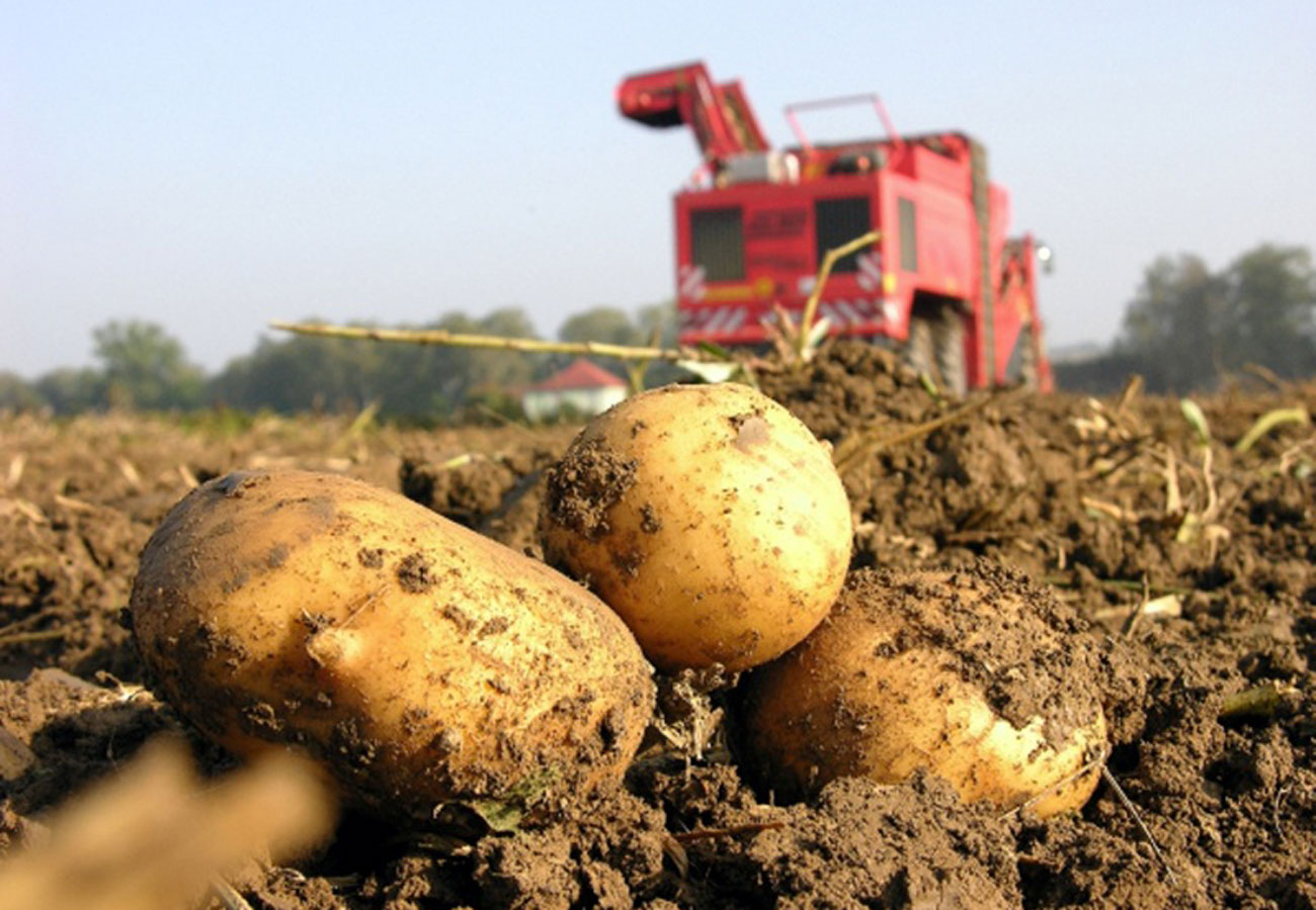 Сельское хозяйство картофель
