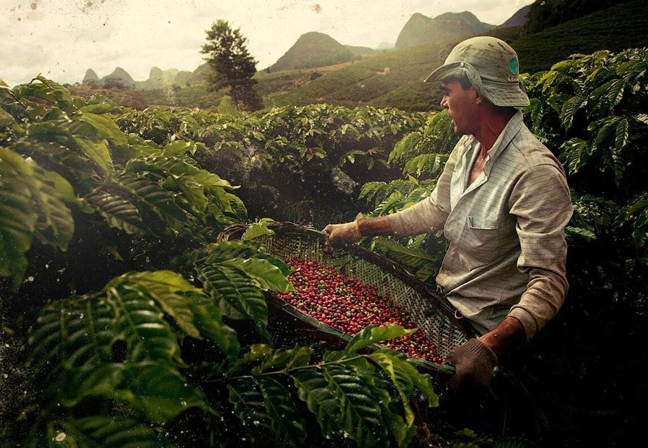 Coffee is grown. Бразилия Сантос плантация кофе. Бразилия плантации собиратели кофе. Плантации кофе в Бразилии. Кофейные плантации в Бразилии.