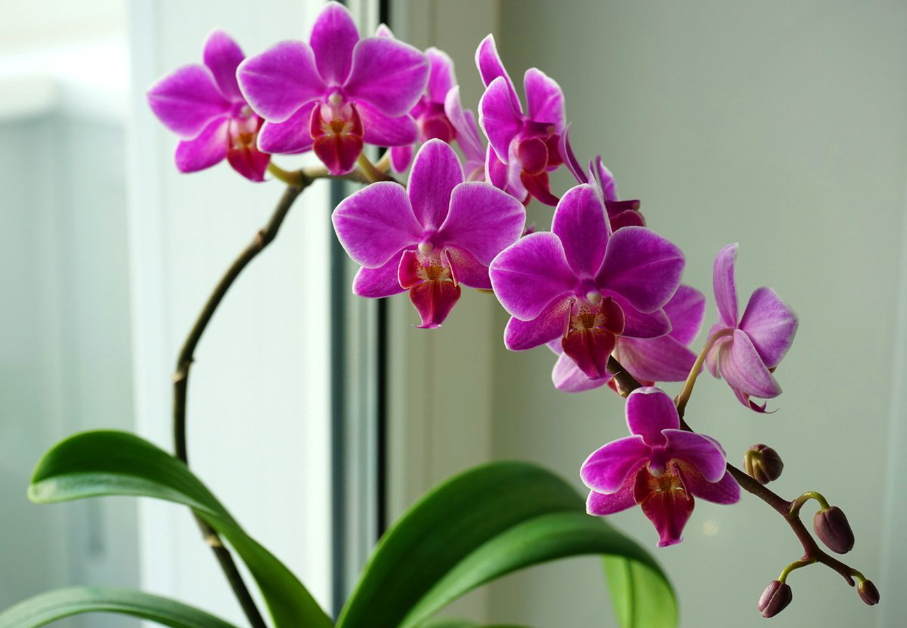 Орхидеи как ухаживать чтобы цвели. Орхидея фаленопсис. Фаленопсис Serena.