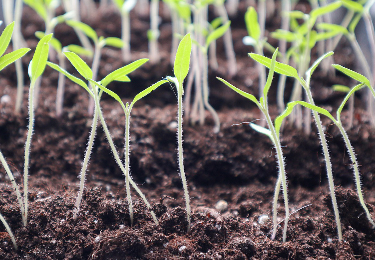 Как выращивать микрозелень в домашних условиях на подоконнике