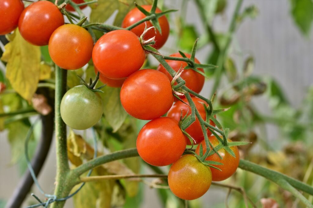 Урожай будет богатым! Чем подкормить рассаду помидоров на окне