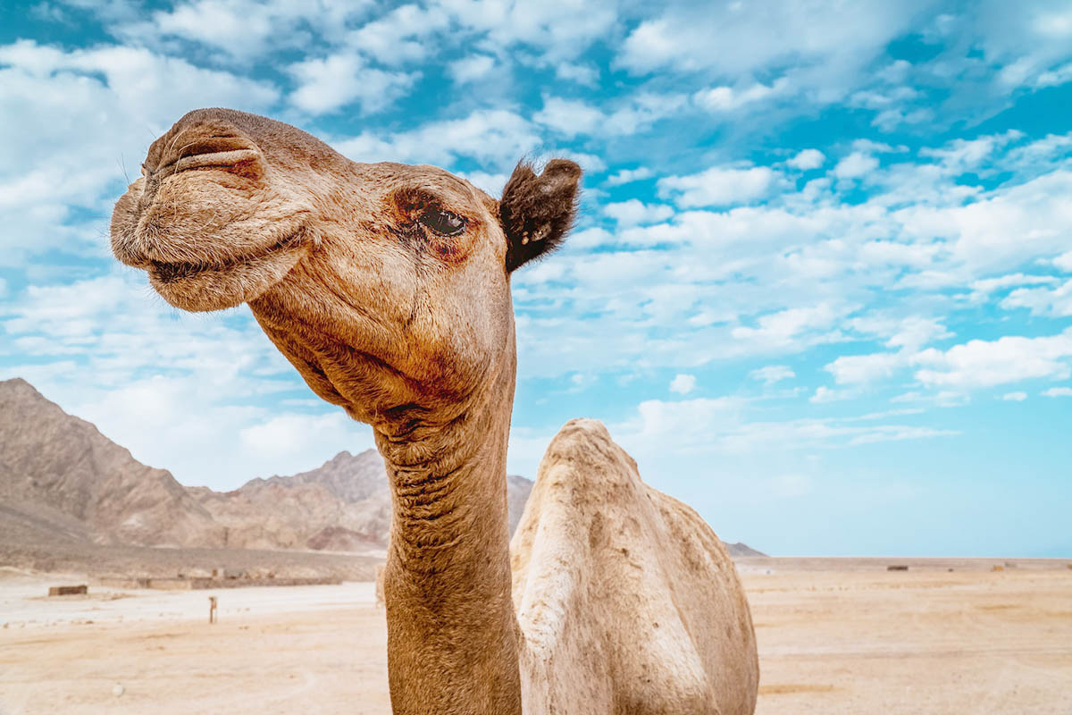 В Египте туристы больше не смогут кататься на верблюдах у знаменитых пирамид